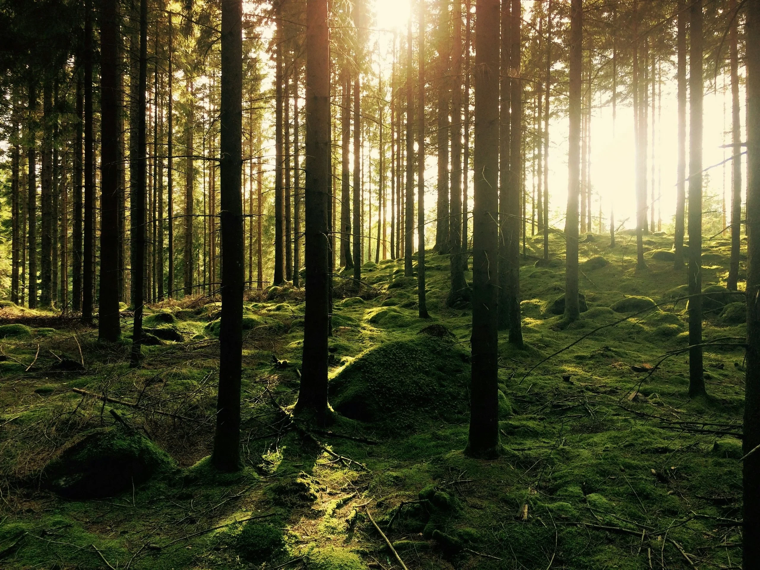 Forêt de conifères au soleil sur mousse verte