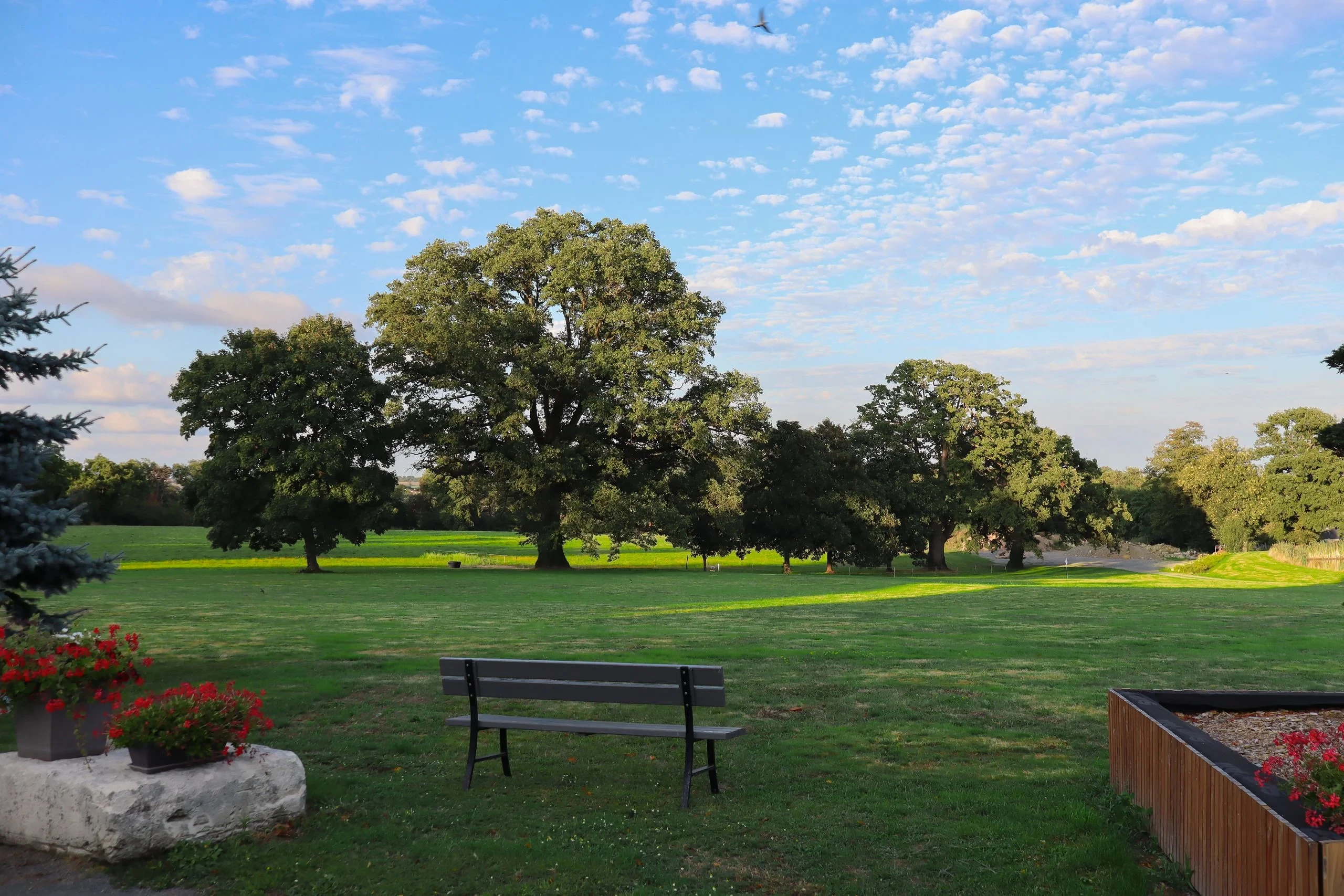 Parc verdoyant avec banc et grands arbres